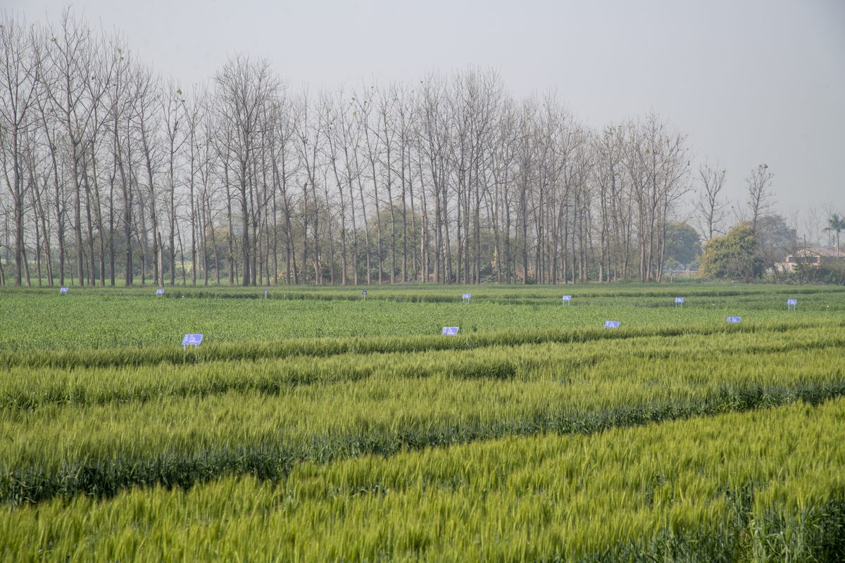 University Farm at Pantnagar
