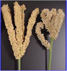 Finger millet