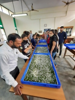 Sericultural activities