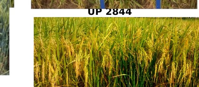 Pant Dhan 24