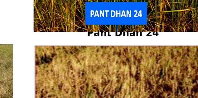 Pant Sugandh Dhan 27