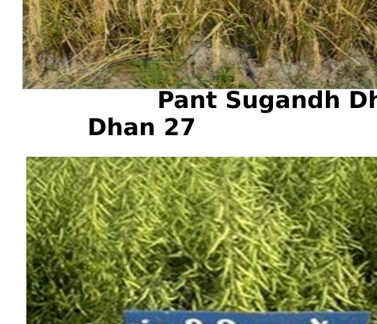 Pant Pili Sarson 1