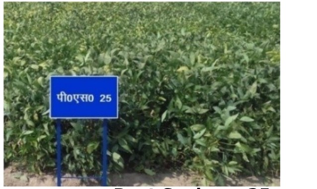 Pant Soybean 25
