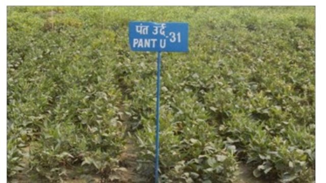 Pant Urd 31