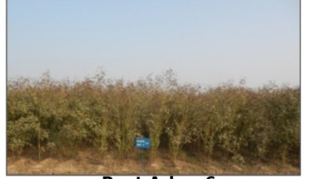 Pant Arhar 6