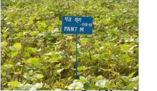 Pant Mung 9