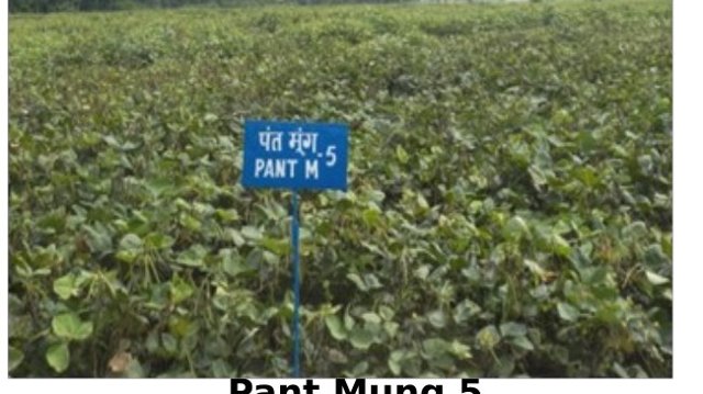 Pant Mung 5