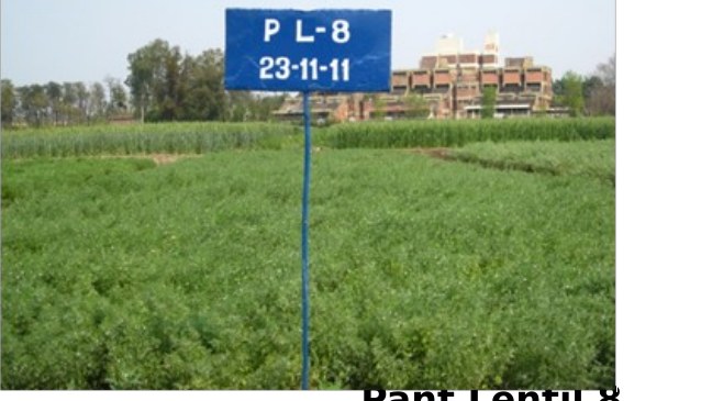 Pant Lentil 8