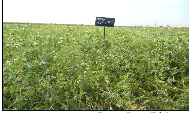 Pant Pea 501