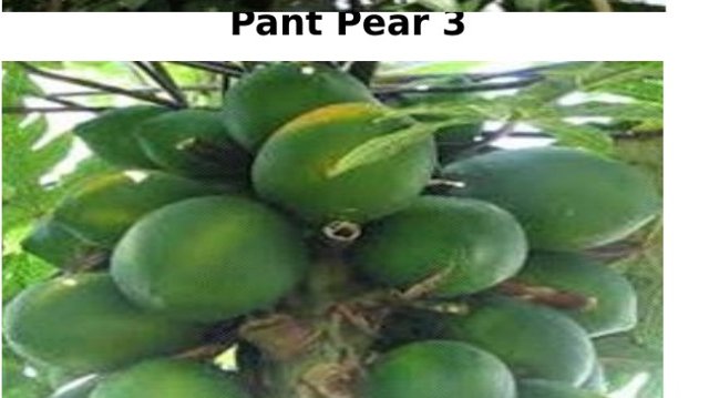 Pant Papaya 2
