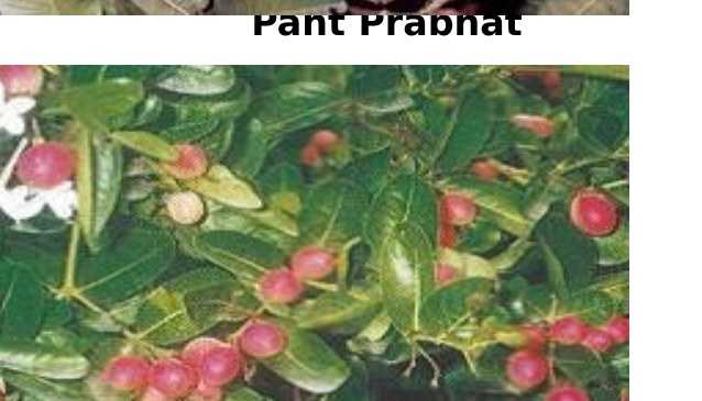 Pant Manohar