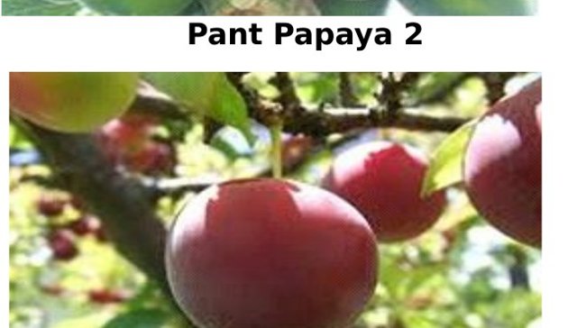 Pant Plum 1
