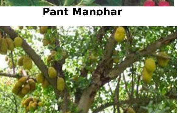 Pant Garima