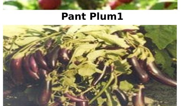 Pant Samrat
