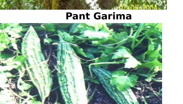 Pant Karela 2