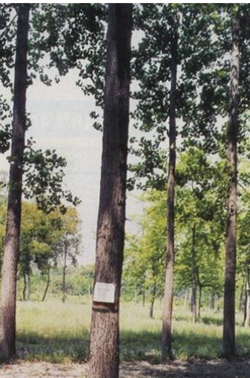 Pant Poplar 5