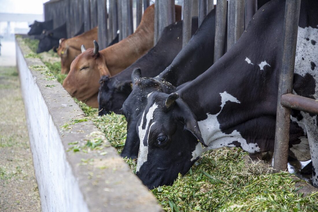 Cowpathy research at Pantnagar