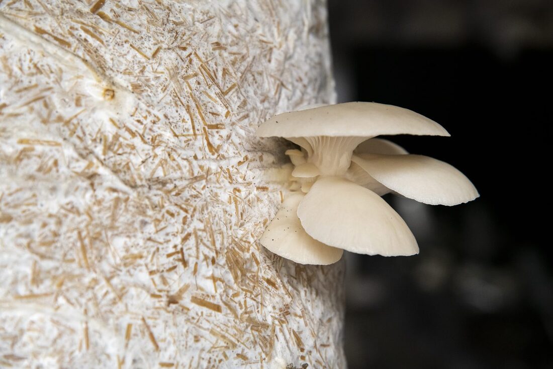 Iron-enriched oyster mushrooms developed at Pantnagar