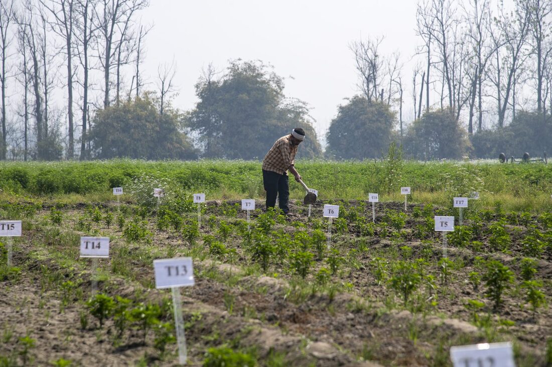 Pulses research at Pantnagar